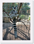 At_the _zoo (13) * 1536 x 2048 * (1.42MB)